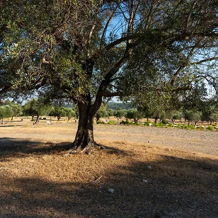 Agrotopia Theológos