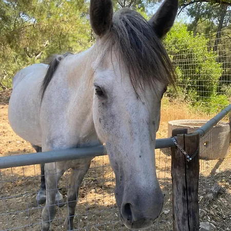 Agrotopia * Theológos