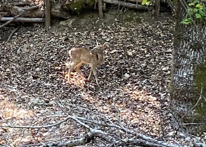 Agrotopia * Theológos