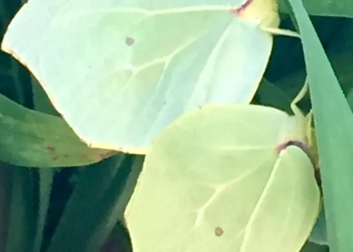 Ferienhaus Agrotopia Theológos