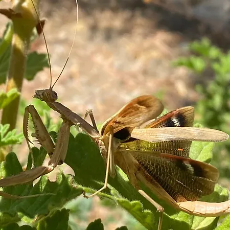 Agrotopia Theológos