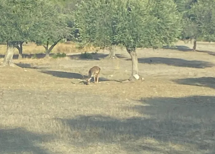 Agrotopia بيت للعطل Theológos