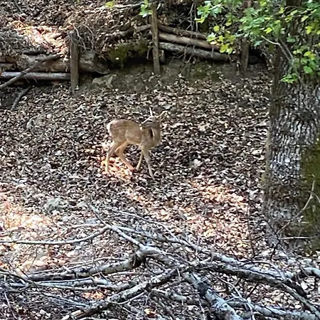 Agrotopia * Theológos