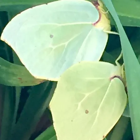 Semesterbostad Agrotopia Theológos