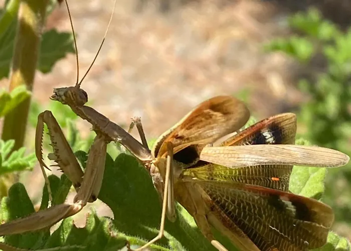 Agrotopia Theologos (Rhodes)