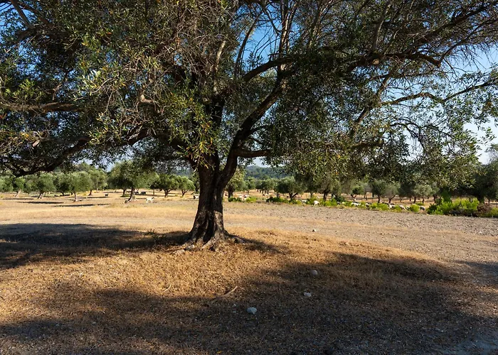 Agrotopia Theologos (Rhodes)